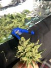 IMG_0177.jpeg