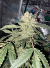 IMG_0171.jpeg