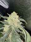 IMG_0173.jpeg