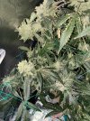 IMG_0175.jpeg
