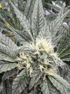 IMG_4528.jpeg