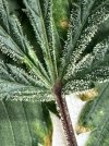 IMG_4527.jpeg