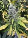 IMG_0728.jpeg