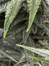 IMG_4604.jpeg