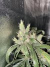 IMG_0223.jpeg