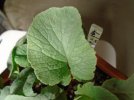 DSC03208.JPG
