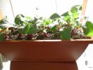 DSC03205.JPG