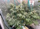 IMG_0236.jpeg
