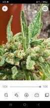 Screenshot_20250615_162555_Magnifying Glass.jpg