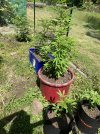IMG_0207.jpeg