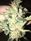 IMG_1366.JPEG