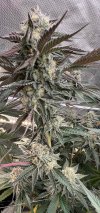 IMG_2522.jpeg