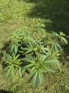 IMG_5801.jpeg