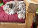 IMG_2121.jpeg