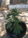 IMG_2812.jpeg
