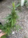 IMG_7220.jpeg