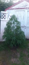20250621_202634.jpg 20250621_202634.jpg