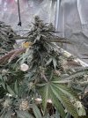 IMG_2665.jpeg