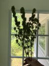 IMG_3222.jpeg