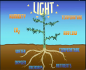 10 Parameters of Growth.png