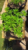 WURLZ F1-A Top@40 Days.jpg