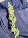IMG_5824.jpeg