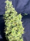 IMG_5825.jpeg