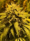 IMG_6878.jpeg