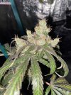 IMG_0313.jpeg