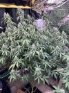 IMG_4836.jpeg
