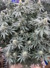 IMG_4838.jpeg