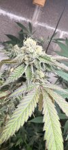 IMG_5826.jpeg