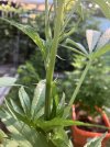 IMG_0217.jpeg