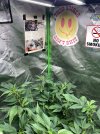 IMG_0347.jpeg