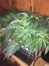 IMG_1403.JPEG