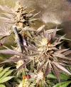 IMG_20241231_161214_638.webp