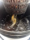 Day 21 Roots (23 June).jpg
