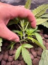 Day 23 Nodes (25 June).jpg