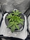 Day 24 Plant (26 June).jpg