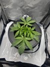 Day 24 Plant (26 June).jpg