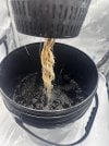 Day 24 Roots (26 June).jpg