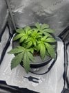 Day 25 Before Topping (27 June).jpg