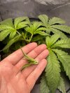 Day 25 Topped (27 June).jpg