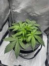 Day 25 7 Hours After Topping (27 June).jpg