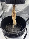 Day 26 Roots (28 June).jpg