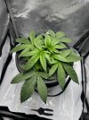 Day 26 Plant Close (28 June).jpg