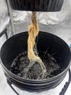 Day 26 Roots (28 June).jpg