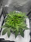 Day 27 After Tucking (29 June).jpg
