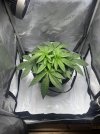 Day 27 Plant (29 June).jpg