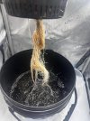 Day 27 Roots (29 June).jpg